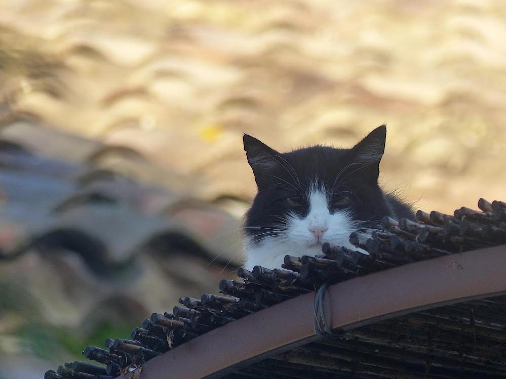 Le Chat Sur Le Toit Lourmarin Exteriér fotografie